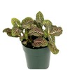 Fittonia Pink Nerve Plant Live Potted Houseplants Air Purifying, 2.5"