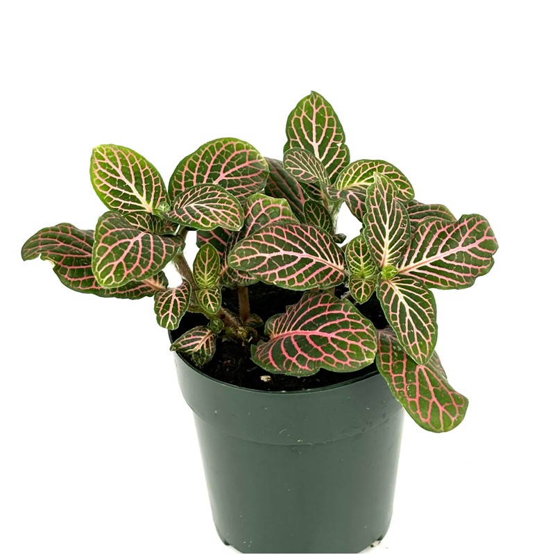 Fittonia Pink Nerve Plant Live Potted Houseplants Air Purifying, 2.5"