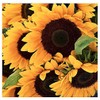 Pollinator Attracting Wildflower Seeds - Attracts Bees, Butterflies, and Other