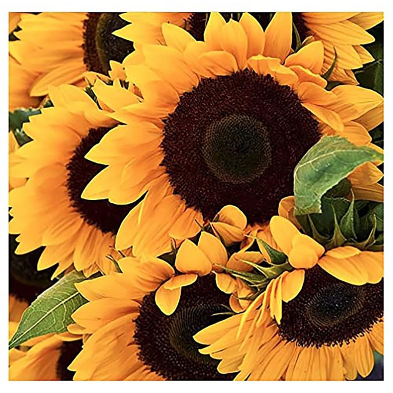 Pollinator Attracting Wildflower Seeds - Attracts Bees, Butterflies, and Other