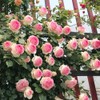 MOCCUROD 100pcs Pink Climbing Rose Vine Seeds - Amazing Growth