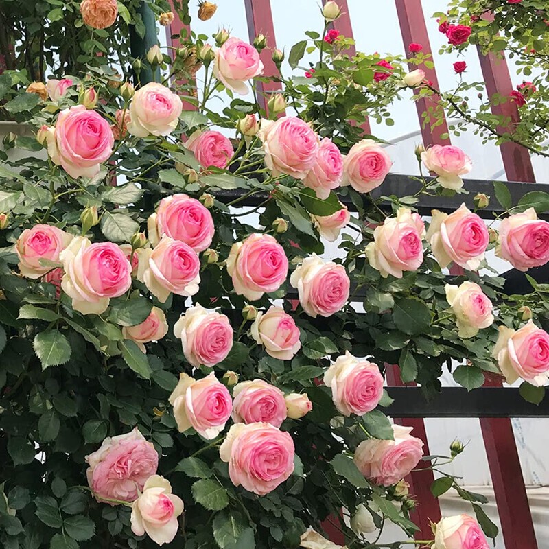 MOCCUROD 100pcs Pink Climbing Rose Vine Seeds - Amazing Growth