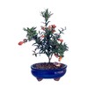 Bonsaiboy Flowering Dwarf Pomegranate - Small Punica Granatum Nana