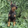 Vivid Arts Dobermann-Pinscher – Gartendekoration für drinnen und draußen