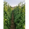 ATLAS Asparagus Bean -Atlas Long Slim