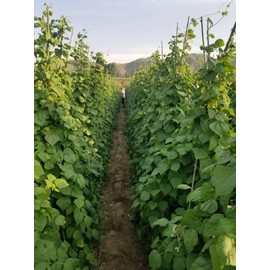 ATLAS Asparagus Bean -Atlas Long Slim