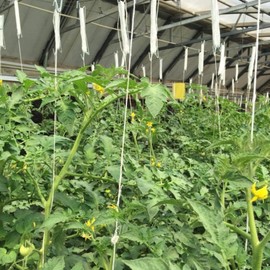 UCSAJI 10 PCS Tomato Support Hooks 10m Twine Vegetable Support Clips Vine Support String Rope Plant Trellis for Climbing Plants Hooks to Prevent Tomatoes from Pinching or Falling Off