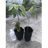 Homegarden Mango Live Tropical Fruit Tree 12”-25” Grafted Mango Tree