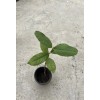 Tree 1 Guava Tree 10” With Pot Guava Fruit Tree