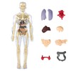 Children's Anatomy Model, 3D Skeleton Anatomy Model, Torso Anatomy Model,