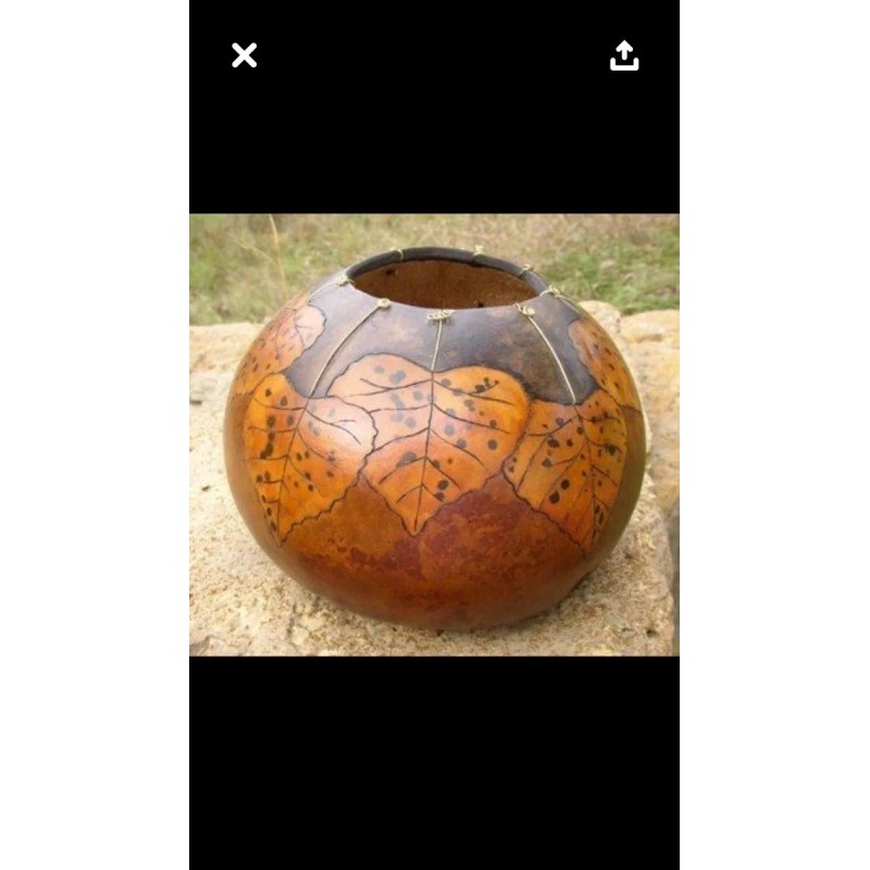 gourd 15 Bushel Gourd seeds; novelty; fun to grow; for