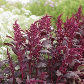 Amaranth Seeds - Red Garnet - Packet - Vegetable Seeds, Open Pollinated Seed Easy to Grow & Maintain, Culinary