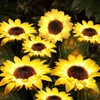 2Pcs Solar Powered LED Lamp Artificial Flower Light Garden Courtyard