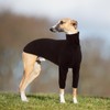 Salukis Greyhound Sweater - Warm Dog Pullover Coat with Legs
