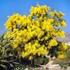Fresh Acacia Golden Wattle Tree Seed fresh 40 seeds .