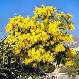 Fresh Acacia Golden Wattle Tree Seed fresh 40 seeds . Fresh crop.