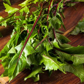 Endive Seeds - Dandelion Italian Red Stem - 0.25 Oz ~6,375 Seeds - Cichorium endivia - Farm & Garden Vegetable Gardening & Microgreens Seeds - Non-GMO, Heirloom, Open Pollinated, Annual