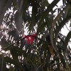 YudeWater 90pcs-Plant Bender, Trellis Clamps for Climbing Plants Garden Plant