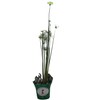 Dwarf Egyptian Papyrus - Cyperus isocladus - Non-Invasive - Indoor