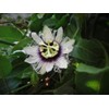 40pcs Passion Flower Seeds Garden Passiflora Potted Plants