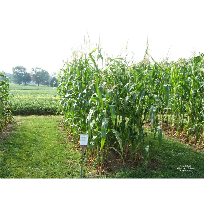 Reid's Yellow Dent Field Corn Open Pollinated Not GMO 100