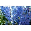 Sky Blue Delphinium Tall Seeds 30+ Seeds for Planting