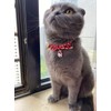 PetSoKoo Bowtie Cat Collar With Bell Bowknot With Cute Cat