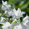 Outsidepride Bellflower Campanula Persicifolia Peach-leaved White Plant Seed - 5000