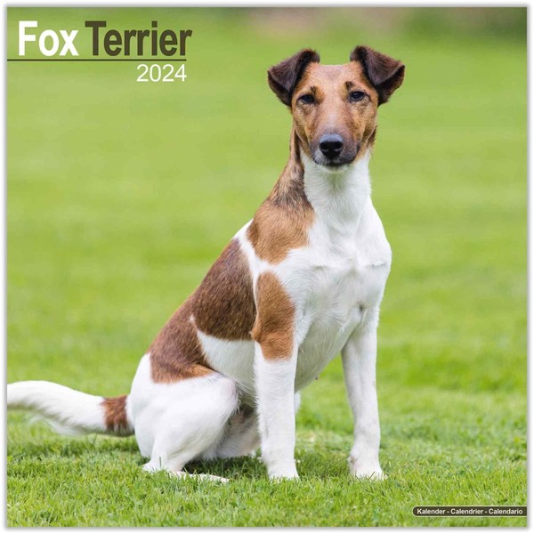 Fox Terrier Calendar 2024 | Square Dog Breed Wall Calendar