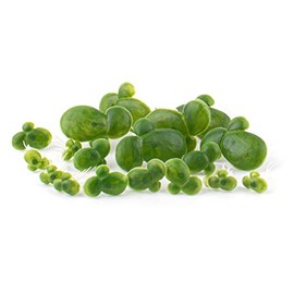 Framendino, 36 Pack Artificial Mini Duckweed with Root Plastic Floating Fish Plants for Aquarium Fish Tank Decor