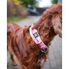 BullyBillows 4cm Combat® Dog Collar v2.0 | Heavy-Duty Design with