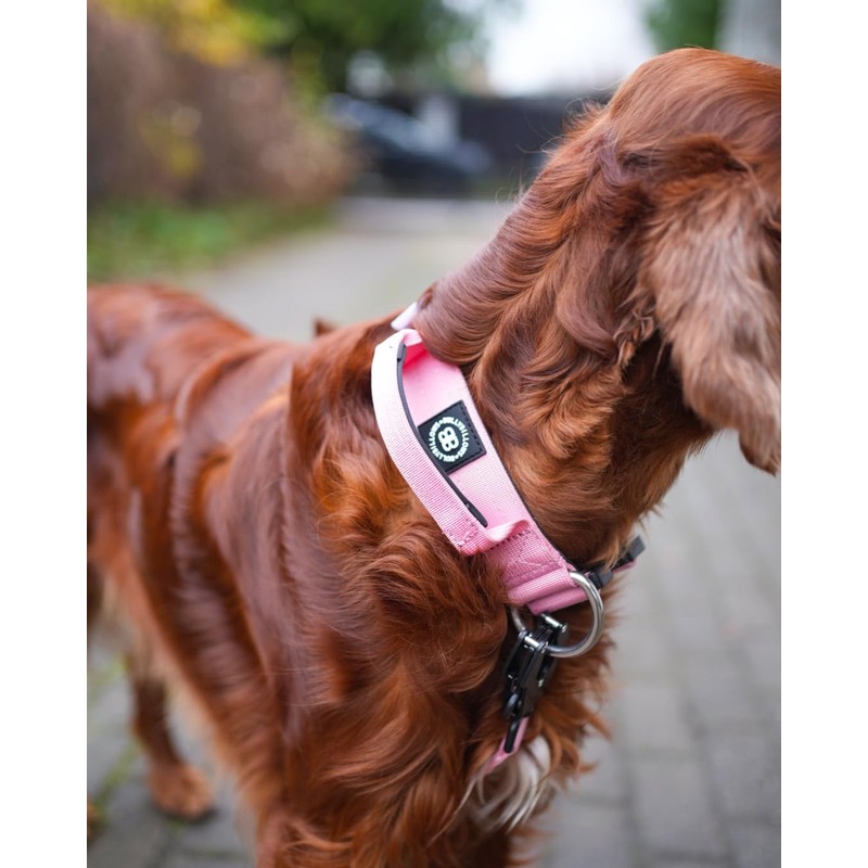 BullyBillows 4cm Combat® Dog Collar v2.0 | Heavy-Duty Design with