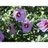 BmoreSpicy.com Hibiscus Minerva Rose of Sharon Flower 10 - 200