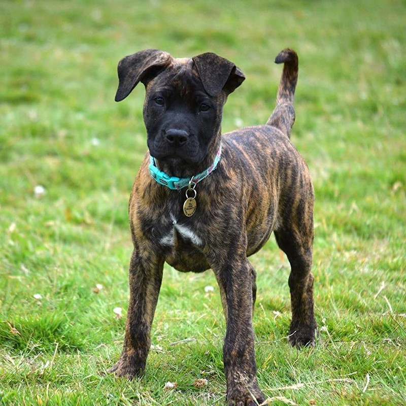 YUDOTE Adjustable Mint Green Nylon Dog Collar Small with Flower