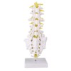 Spine Model Lumbar Model Human Lumbar Teaching Model Tool