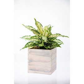 Wooden Planter Box l 7 Inches Square l Rustic Wooden Boxes with Attached Plastic Liner l Garden Centerpiece Display l Wedding Flowers Holder (7"x 7", Whitewashed) (w070707.01)