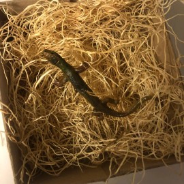 The Dresden Cottage New Dresden Paper Christmas Ornament Lizard Skink Salamander 2 3/4" Feather Tree