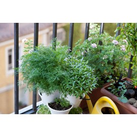 CEMEHA SEEDS - Seeds Indoor Dill Non GMO Vegetable for Planting 2000 Seeds