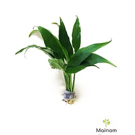 Mainam Spathiphyllum Wallisii Bundle Live Aquarium Decorations Aquatic Plants for Fish Tank