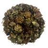 Red Clover Whole Dried Flowers Loose Herb Tea - Trifolium