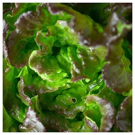 Everwilde Farms - 1 Oz Bronze Mignonette Lettuce Seeds - Gold Vault