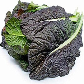 Red Garnet Mustard Seeds - 100 Count Seed Pack - Non-GMO - Deep red, rounded leaves with a bold spicy, mustard flavor. - Country Creek Acres Brand