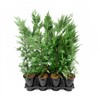 Leyland Cypress | 1 Live Quart Size Tree | Cupressocyparis