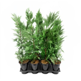 Leyland Cypress | 1 Live Quart Size Tree | Cupressocyparis leylandii | Fast Growing Privacy Fence | Evergreen Landscape Plants