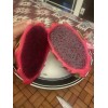 ORGANICO One Vietnamese read DRAGON FRUIT CUTTING 8- 12 Inches