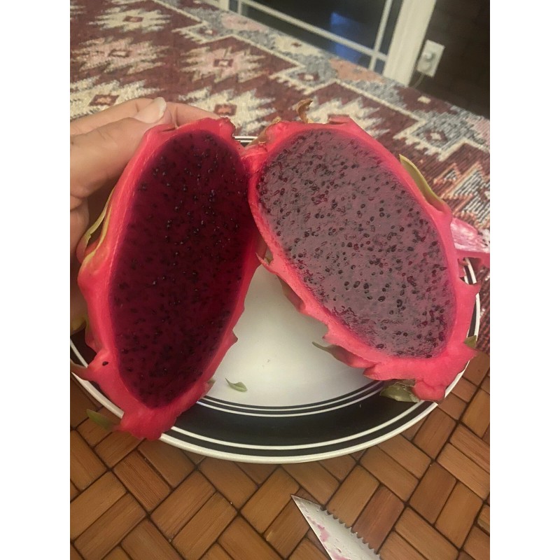 ORGANICO One Vietnamese read DRAGON FRUIT CUTTING 8- 12 Inches