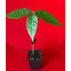New and Healthy Red Theobroma Cacao Cocoa Chocolate Tropical Fruit