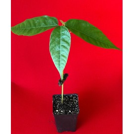 New and Healthy Red Theobroma Cacao Cocoa Chocolate Tropical Fruit Tree Potted Plant 10-13"