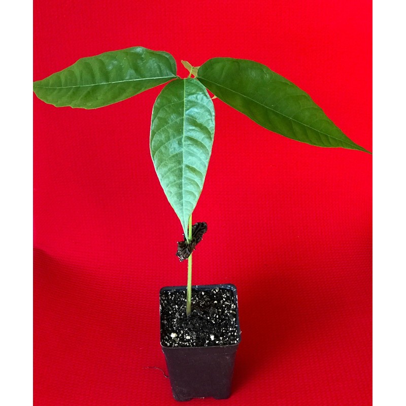 New and Healthy Red Theobroma Cacao Cocoa Chocolate Tropical Fruit