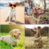 Wisedog Waterproof Dog Collar: Multiple Adjust 7" to 23.6", Soft